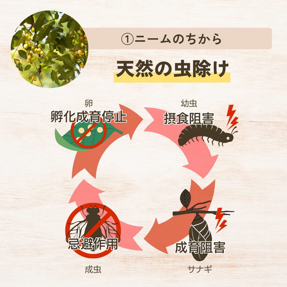 植物用活力スプレー ヒバニームプラントガード (本体200mL・詰替200mL）