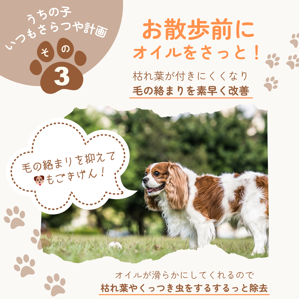 愛犬用 ロッティシャイニーオイル(25mL)